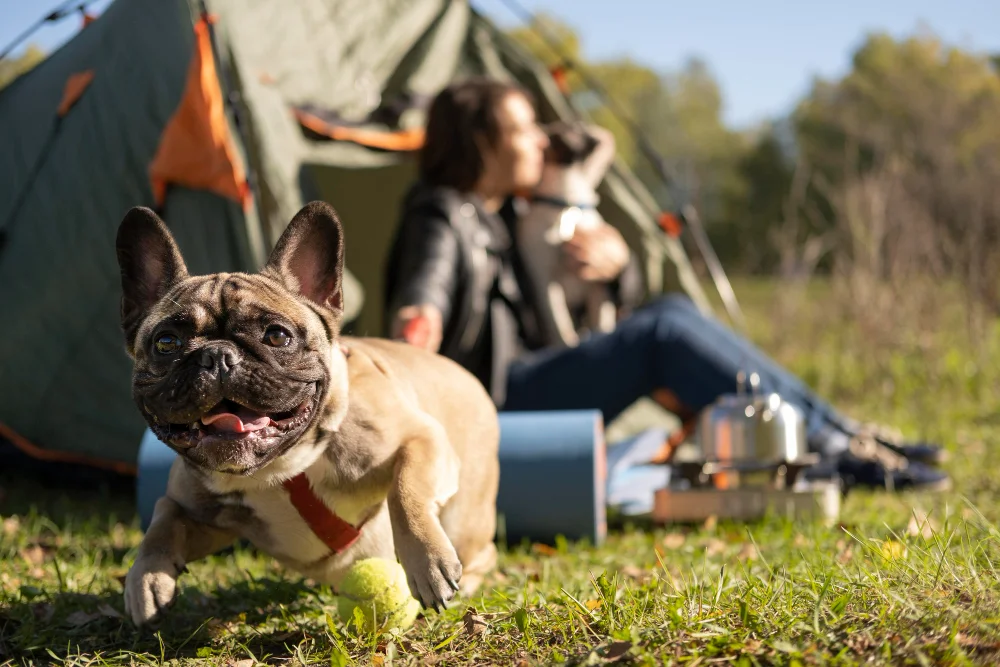 tips for camping with dogs