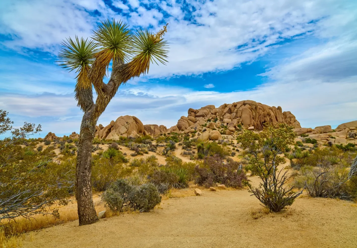 joshua tree national park
